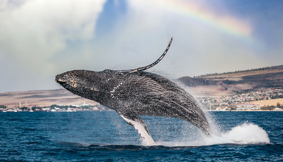 Humpback whale and rainbow in Maui